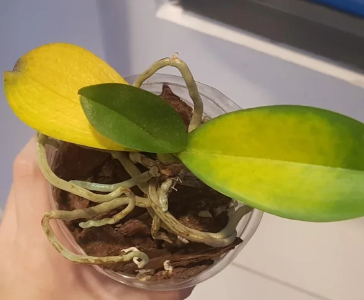 蘭花葉子黃化處理