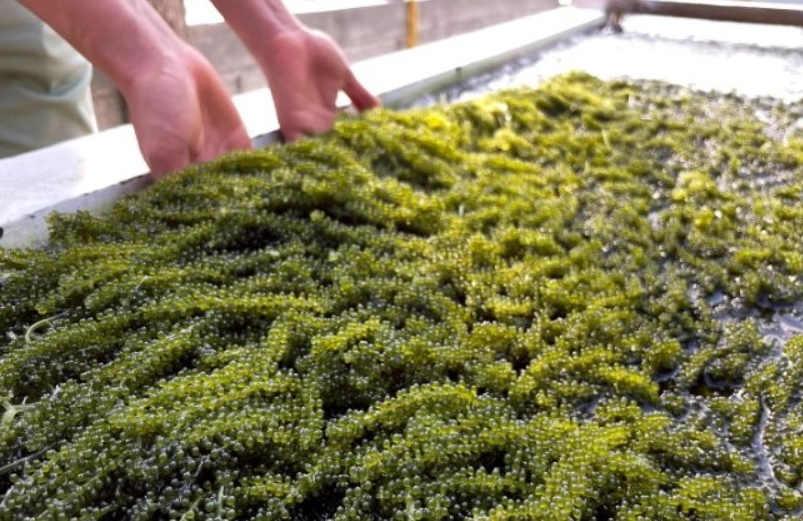 海葡萄寵物零食