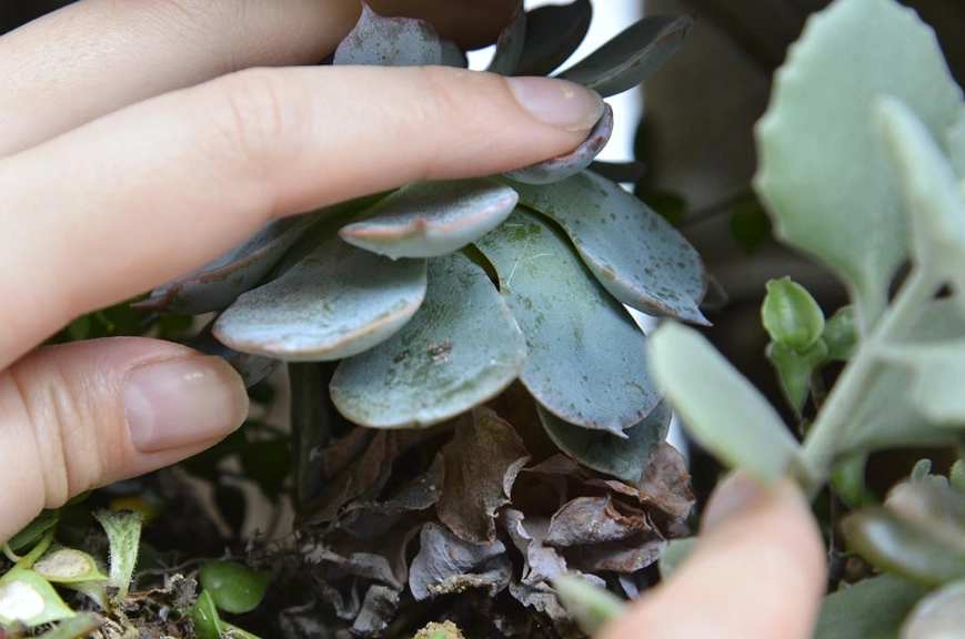 石蓮花枯萎原因