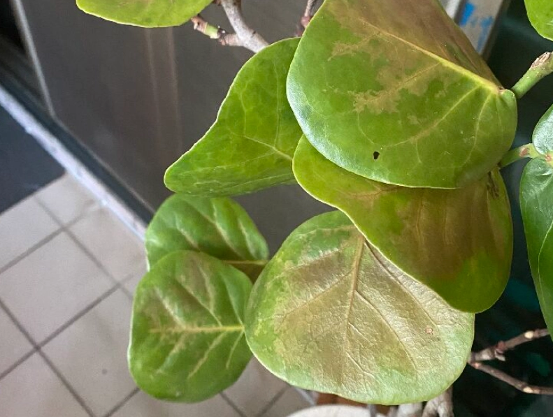 海葡萄葉子捲曲原因