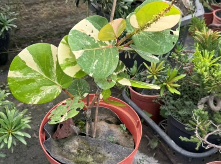 斑葉海葡萄种植