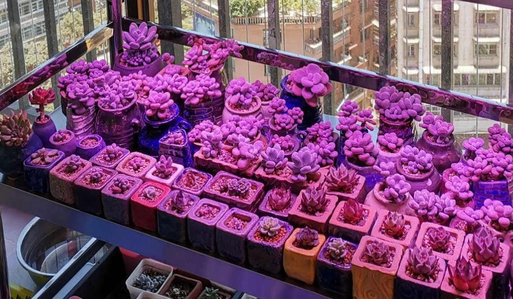 多肉植物人工光源