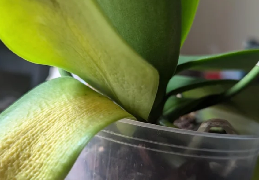 蝴蝶蘭葉子皺皺處理