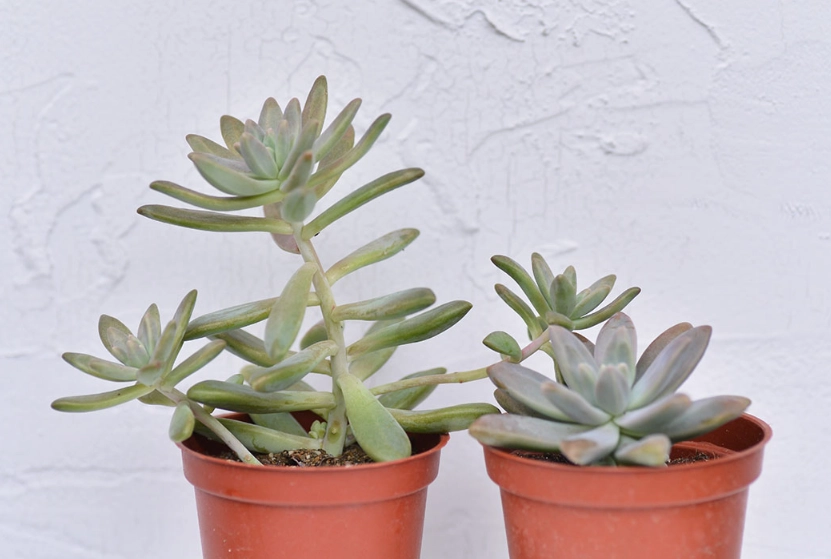 石蓮花徒長原因