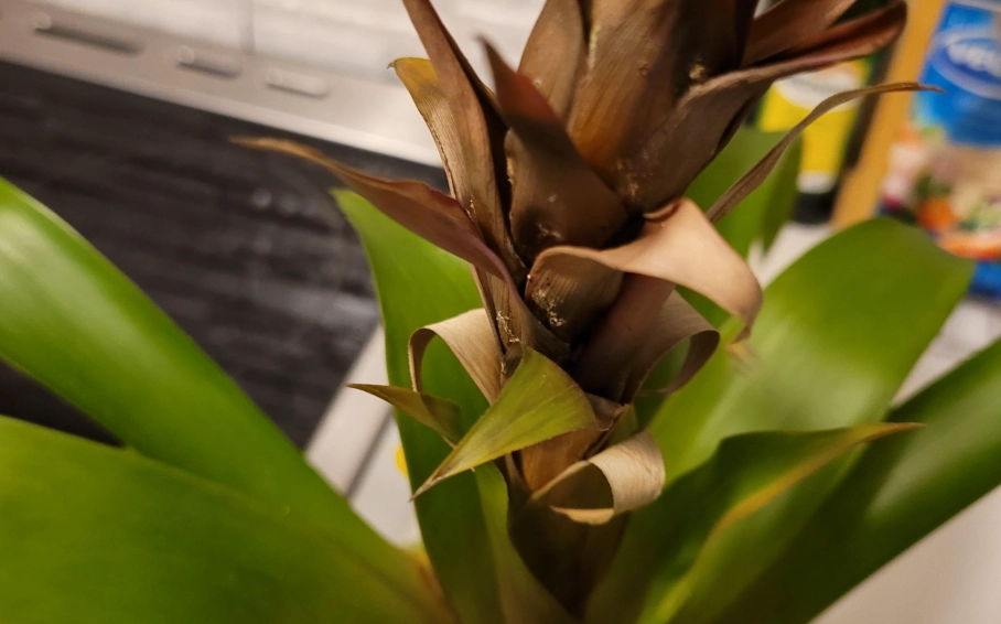 鳳梨花 葉子 枯黃 鳳梨花 葉子 枯黃