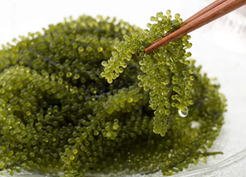 海葡萄營養價值