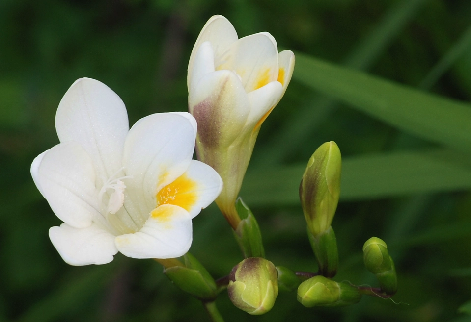 小蒼蘭 香氣 小蒼蘭 香氣