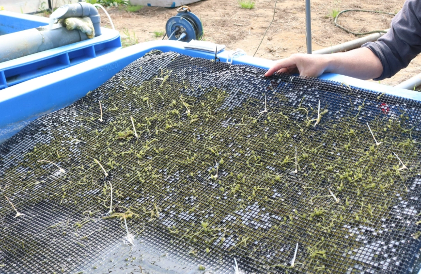 海葡萄種植環境