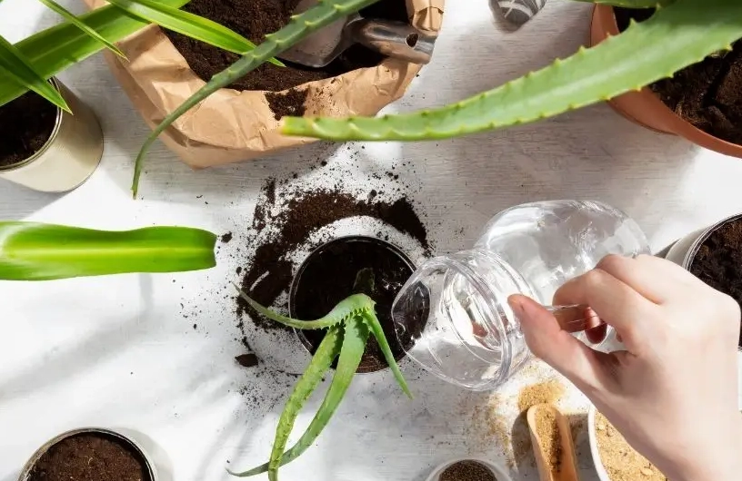 多肉植物澆水方法