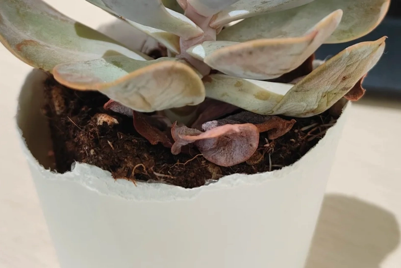 石蓮花枯萎處理