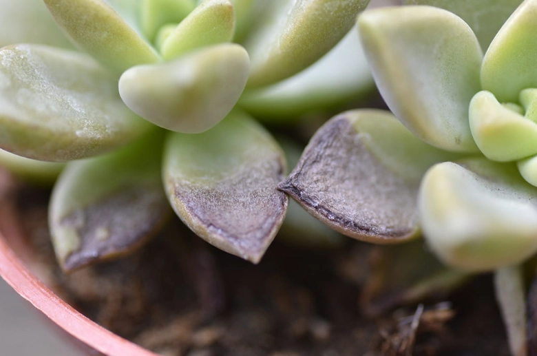 多肉植物缺水症狀