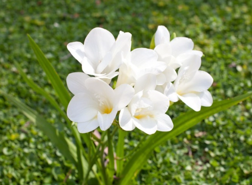 白色小蒼蘭 種植 白色小蒼蘭 種植