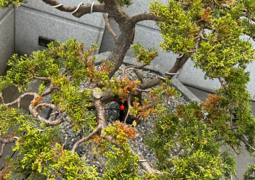 真柏光照不足處理