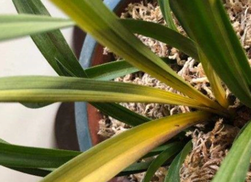 蘭花黃葉病治療