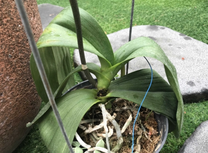 蝴蝶蘭養護技巧