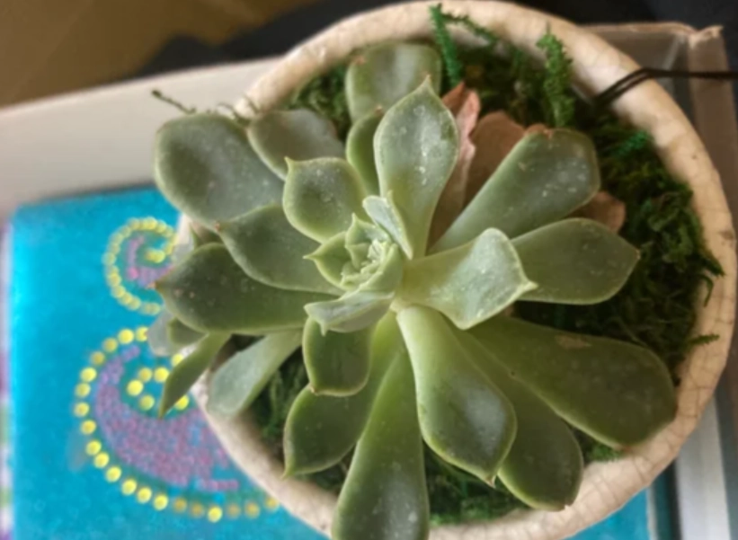 石蓮花養護技巧