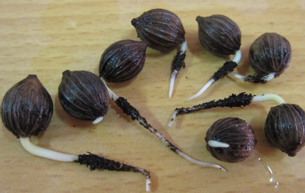 海葡萄種子照顧