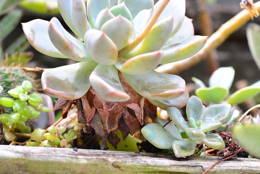 石蓮花枯萎處理