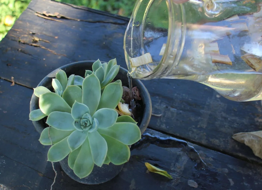 多肉植物澆水頻率