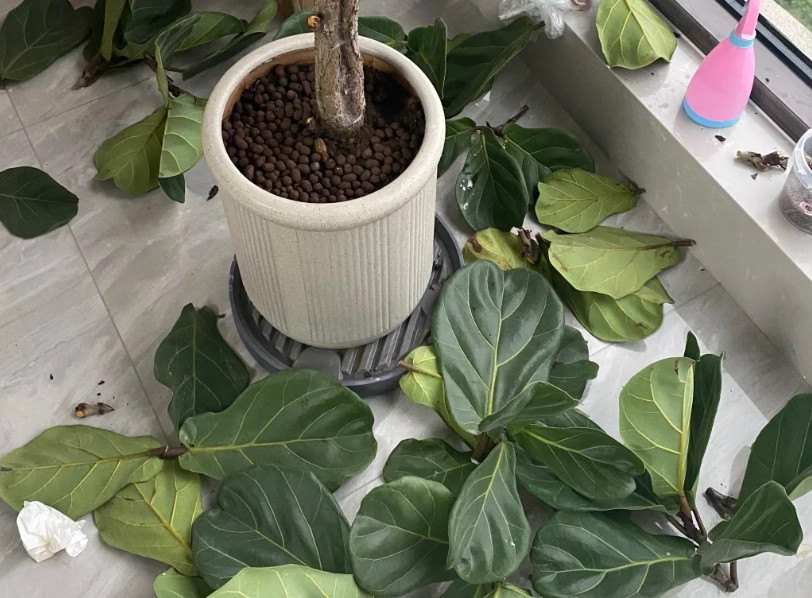 琴葉榕修剪方法