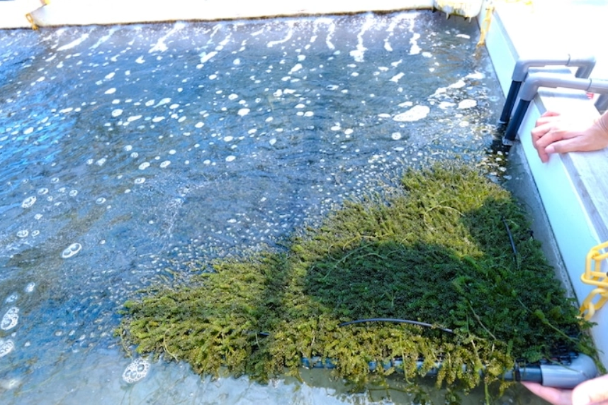 海葡萄養殖方法