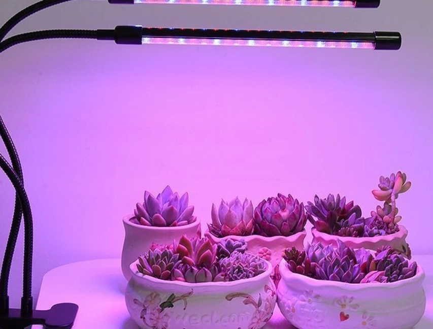 室內多肉植物光照