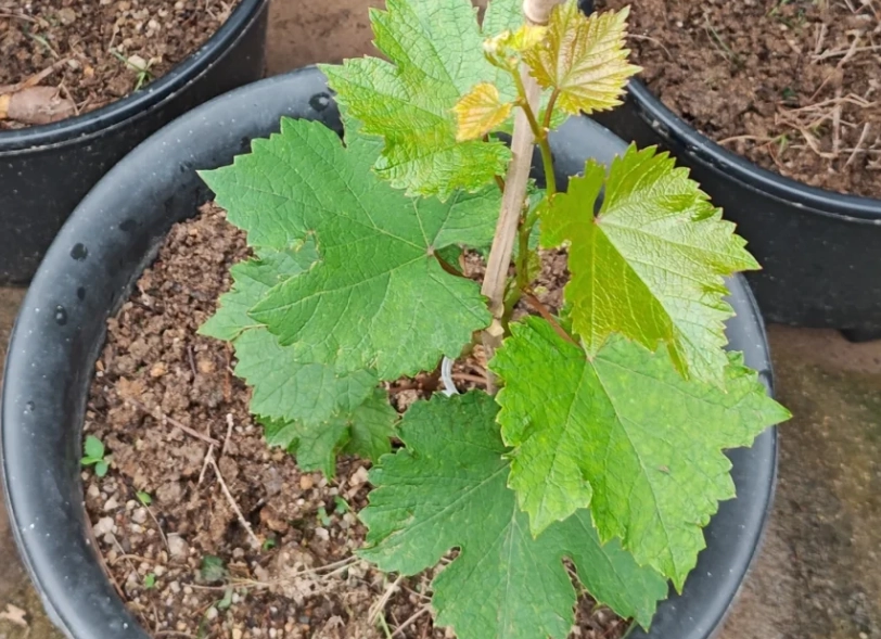 葡萄樹盆栽品種