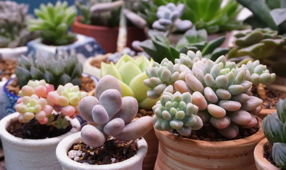 多肉植物養護