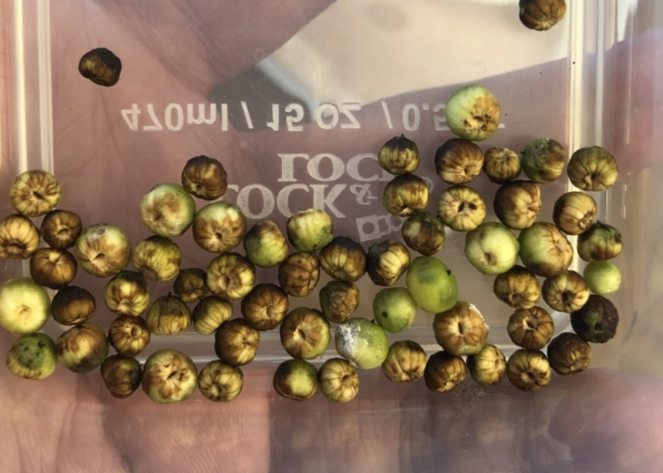 白水木種子種植