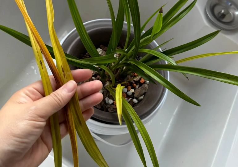 蘭花黃葉病治療