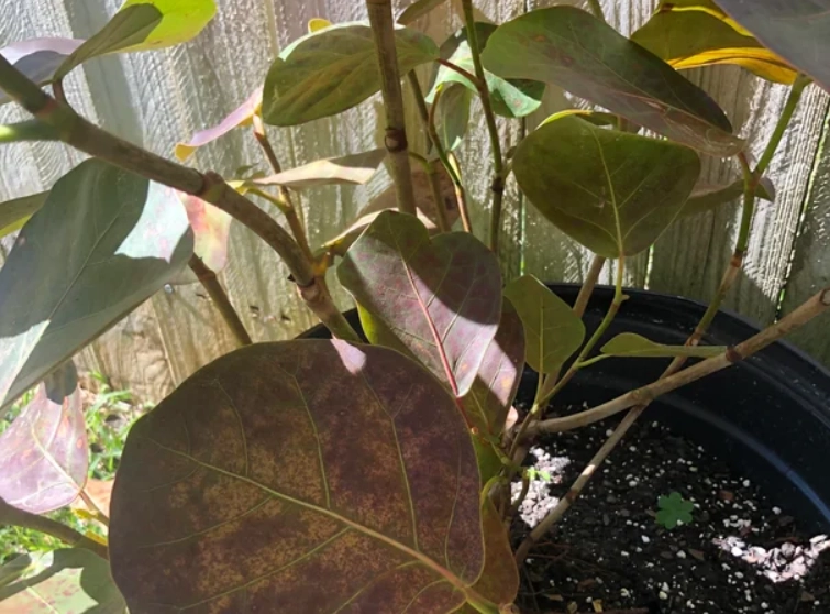 海葡萄葉子捲曲處理