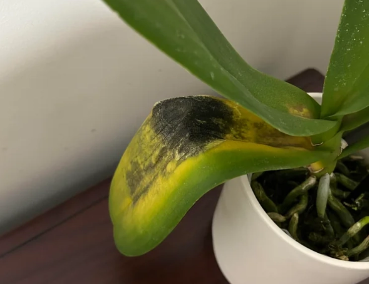 蝴蝶蘭葉子變黃