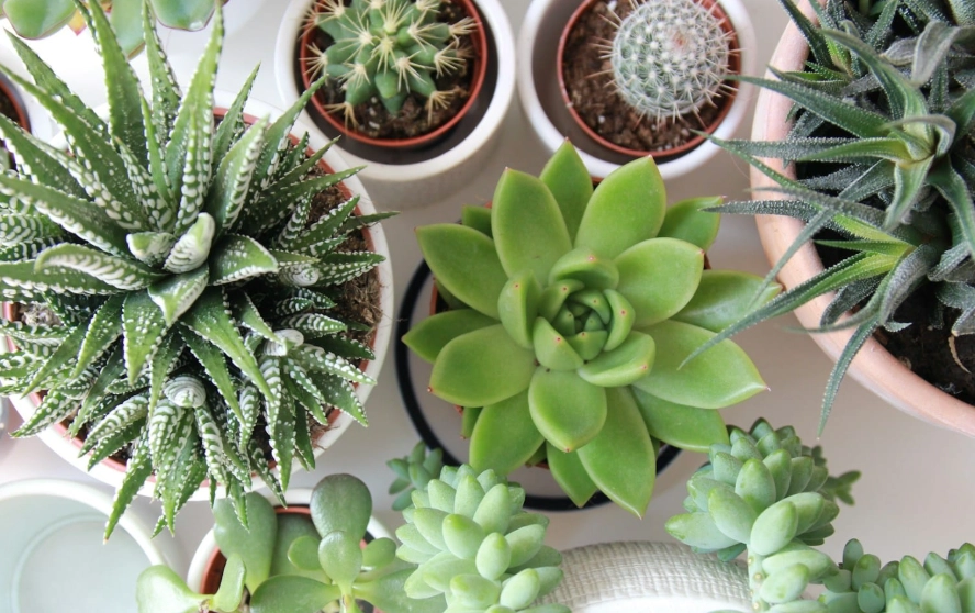多肉植物種類