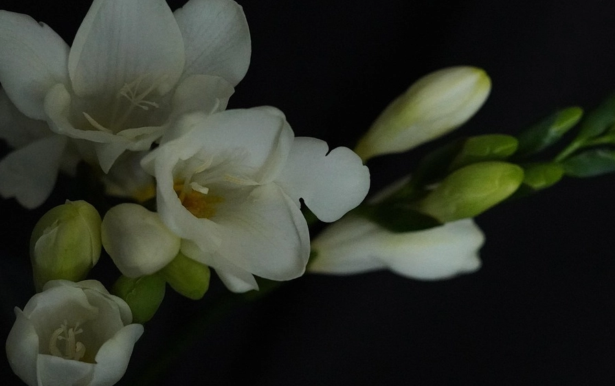 小蒼蘭 香氣 小蒼蘭 香氣