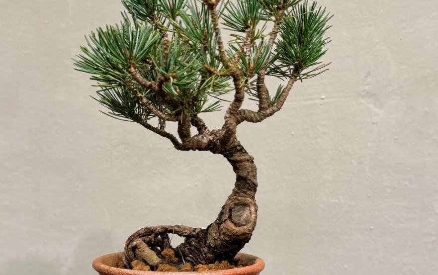 松樹盆景養護