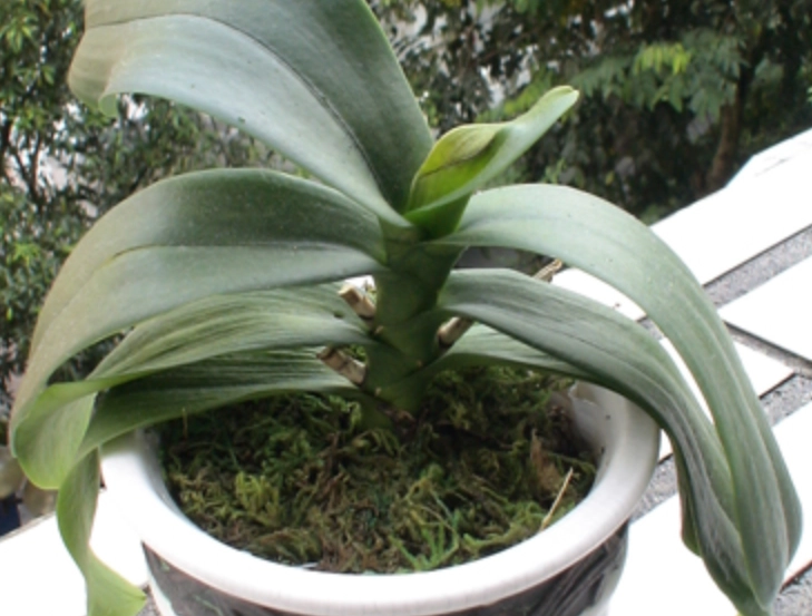 蝴蝶蘭葉子下垂處理