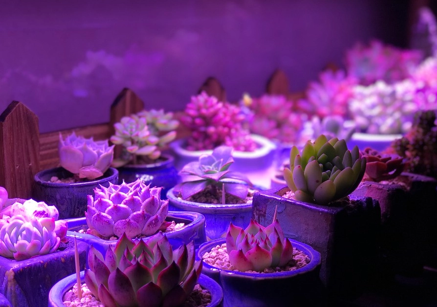 多肉植物人工光源
