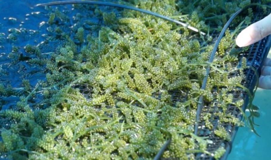 海葡萄養殖條件