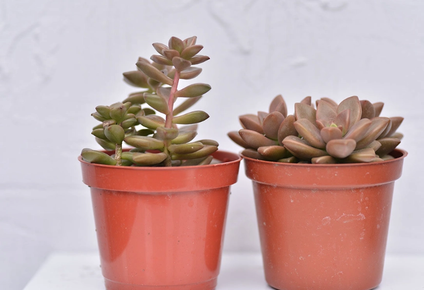 石蓮花徒長處理