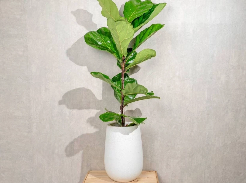 琴葉榕木質化原因