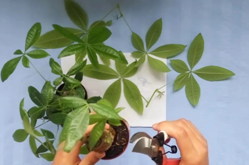 發財樹修剪方法