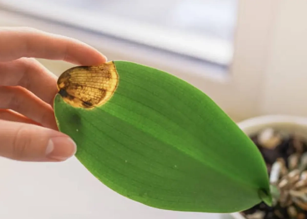 蘭花葉尖變黃 蘭花葉尖變黃