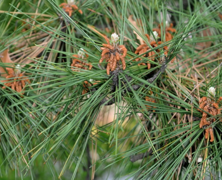 黑松植物 黑松植物