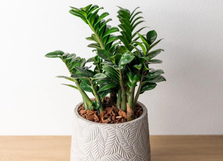 金錢樹多久澆水一次