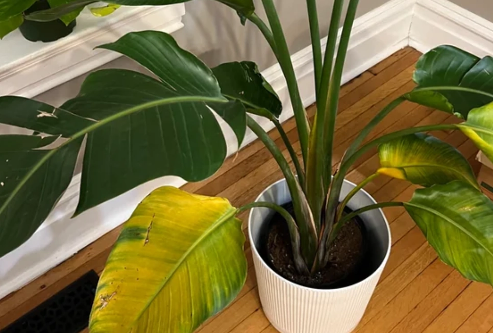 天堂鳥葉子變黃