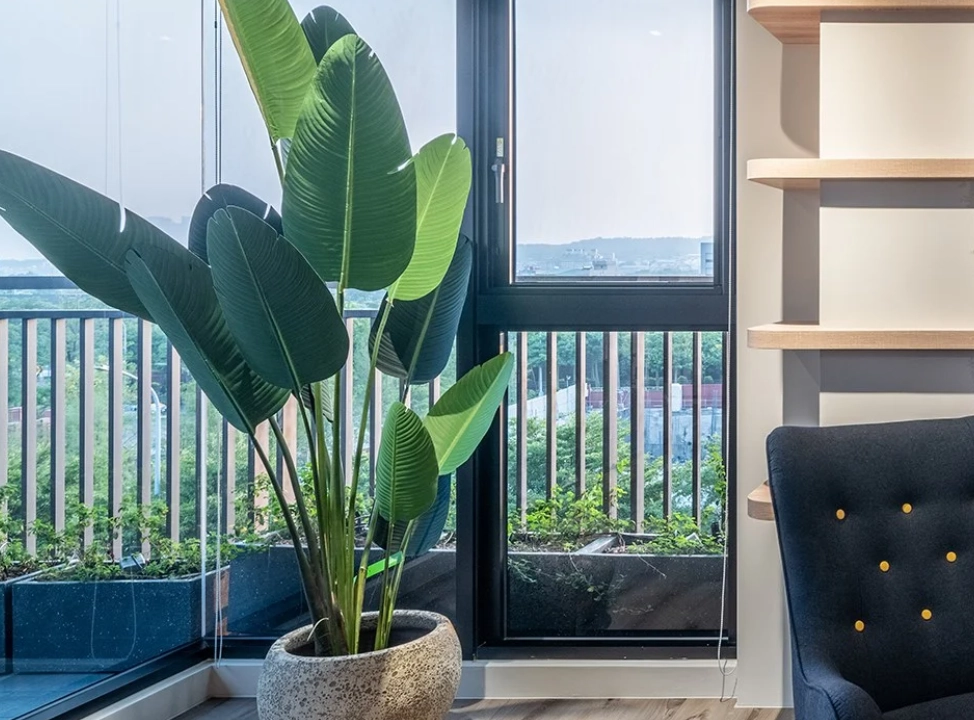 天堂鳥放室內 天堂鳥放室內