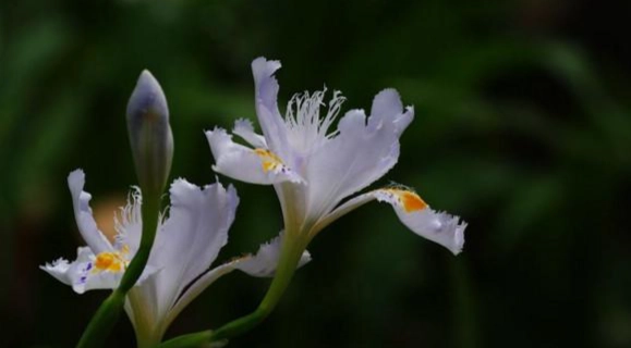 花語永遠的朋友 花語永遠的朋友