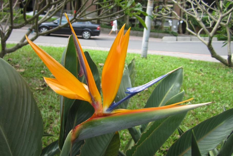 天堂鳥病蟲害防治