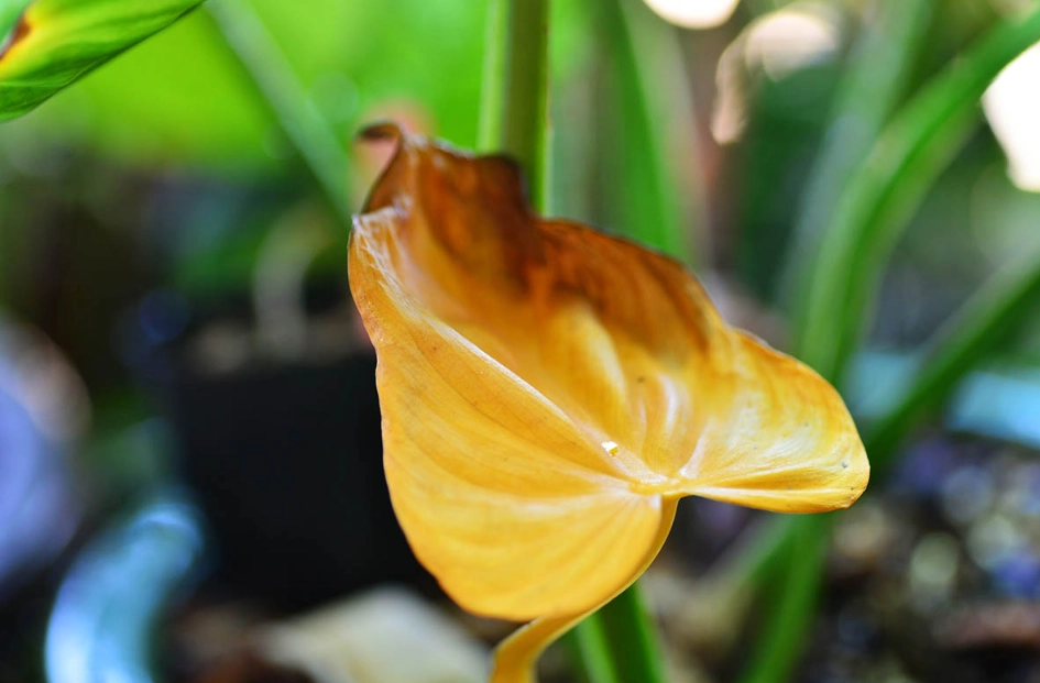 葉子變黃處理方法