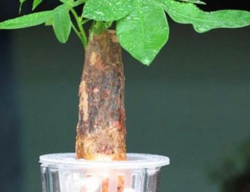 發財樹水耕爛根預防